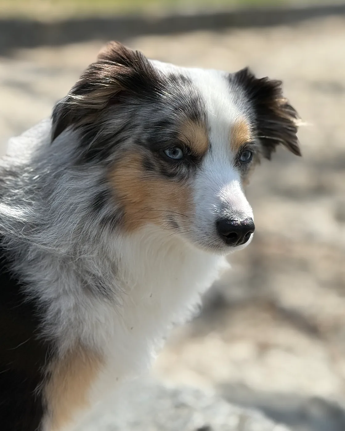 Portrait of Toy Australian Shepherd Chase showing his blue merle pattern and blue eyes