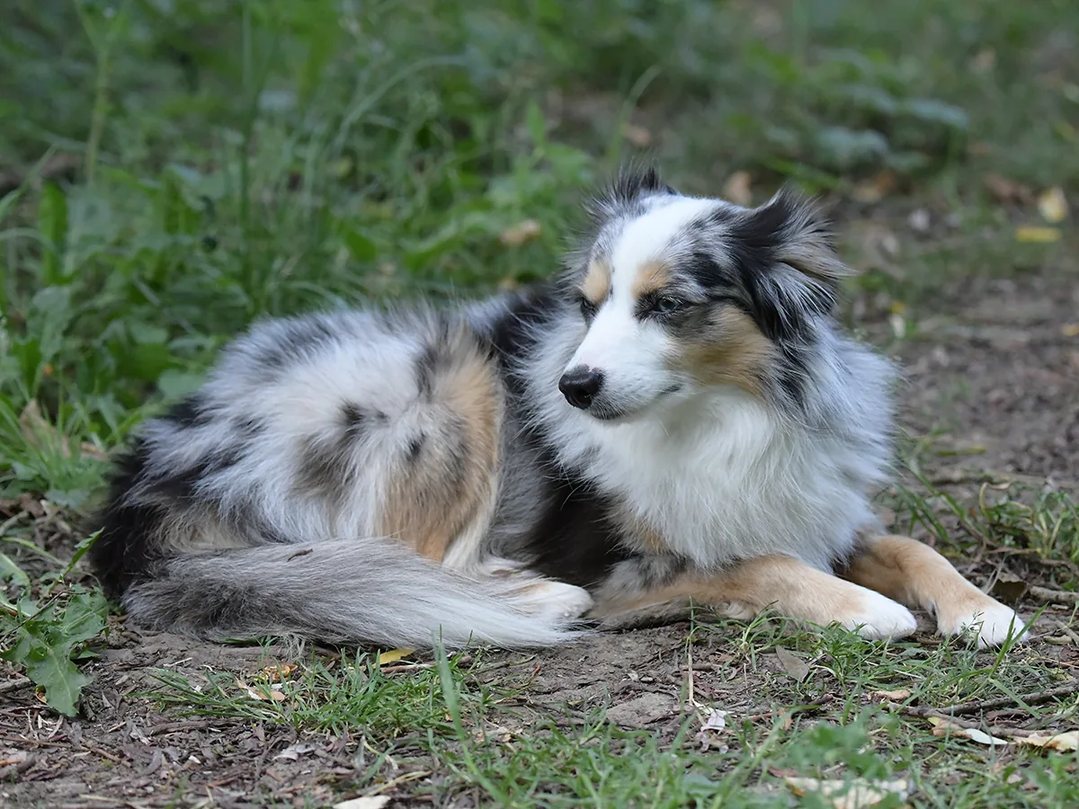 Stud dog Chase in everyday life