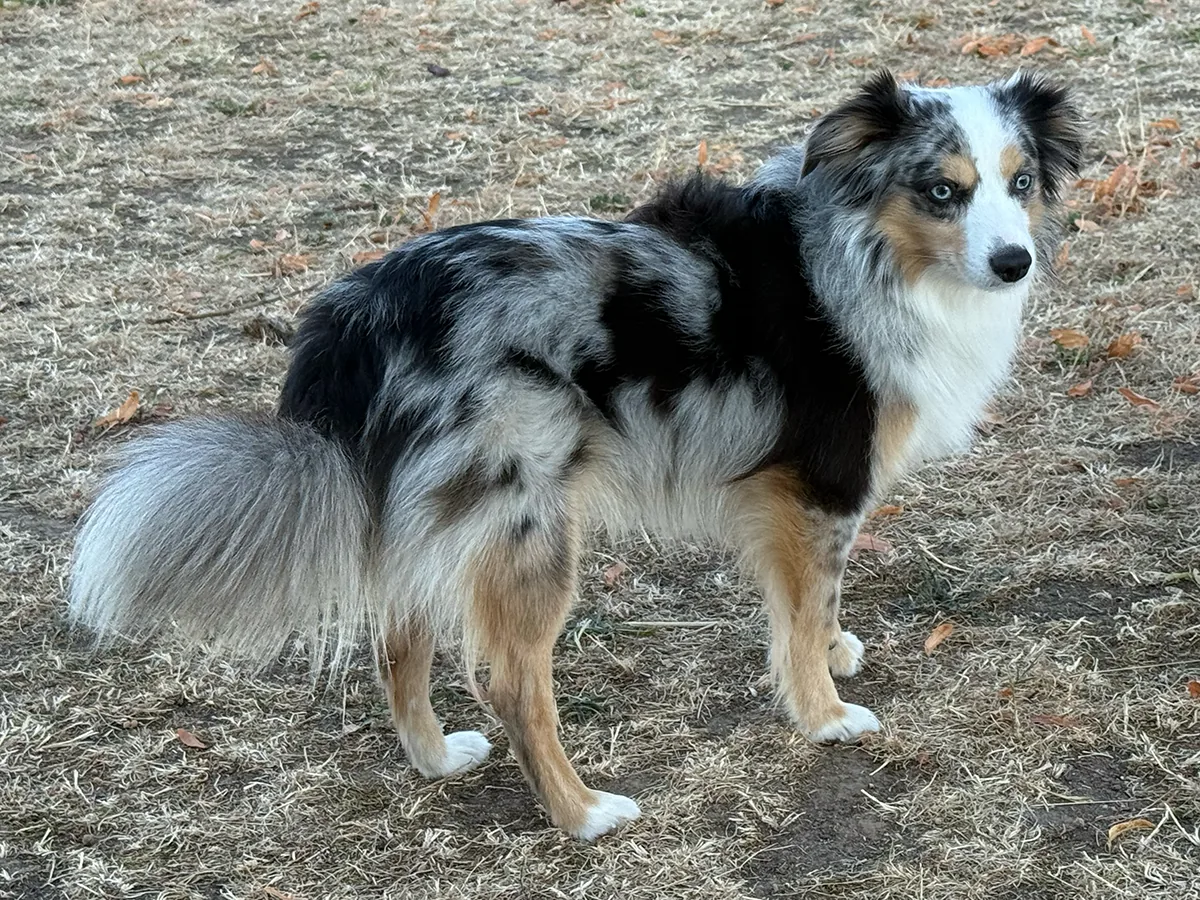 Full body photograph of blue merle copper white Toy Australian Shepherd Chase