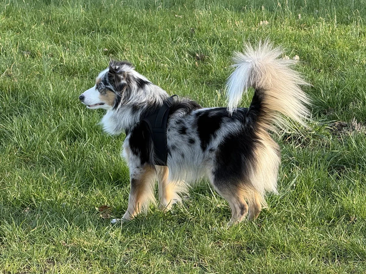 Toy Australian Shepherd stud dog Chase standing alert in a meadow