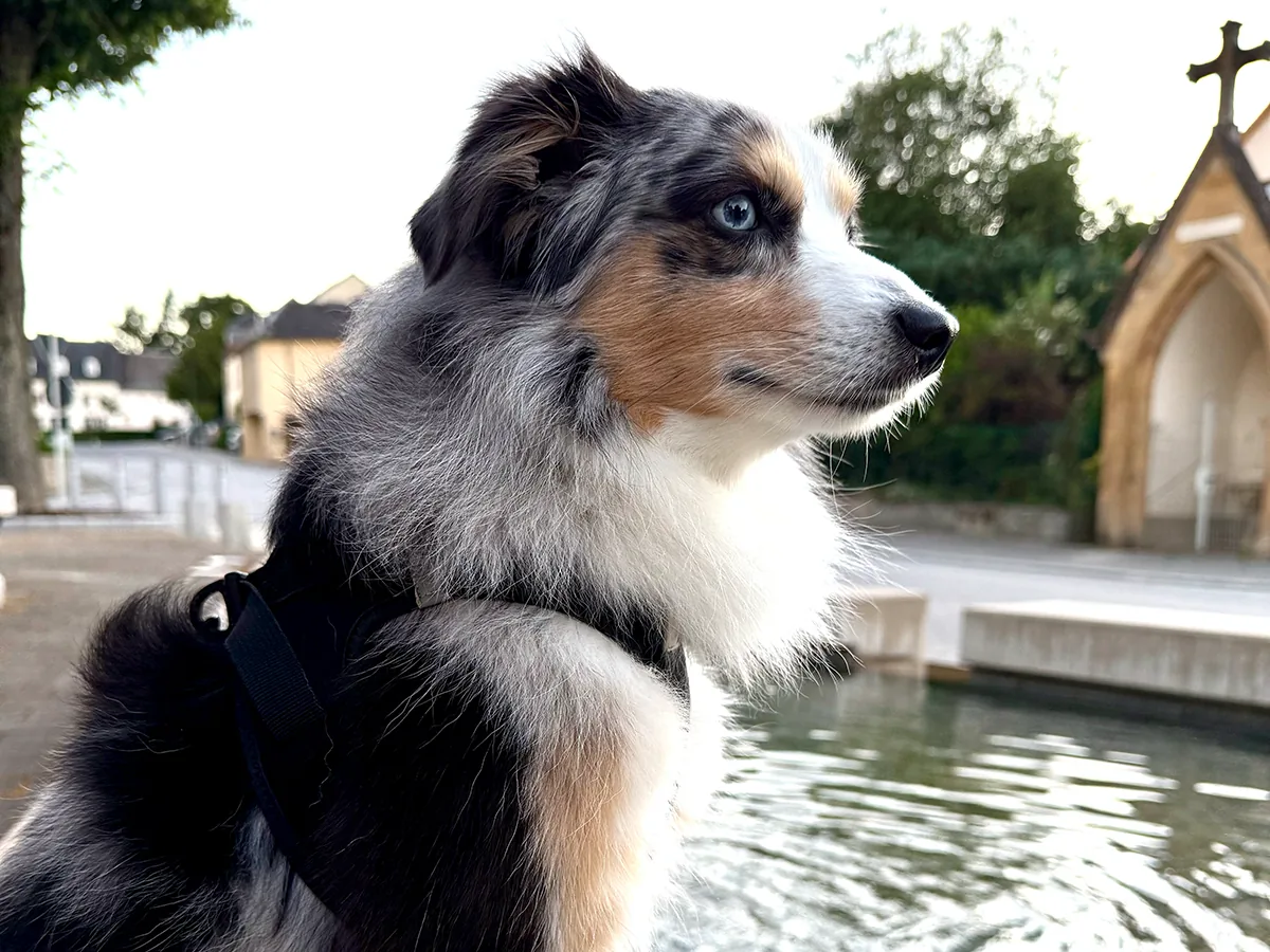 Toy Australian Shepherd Chase out and about beside a fountain
