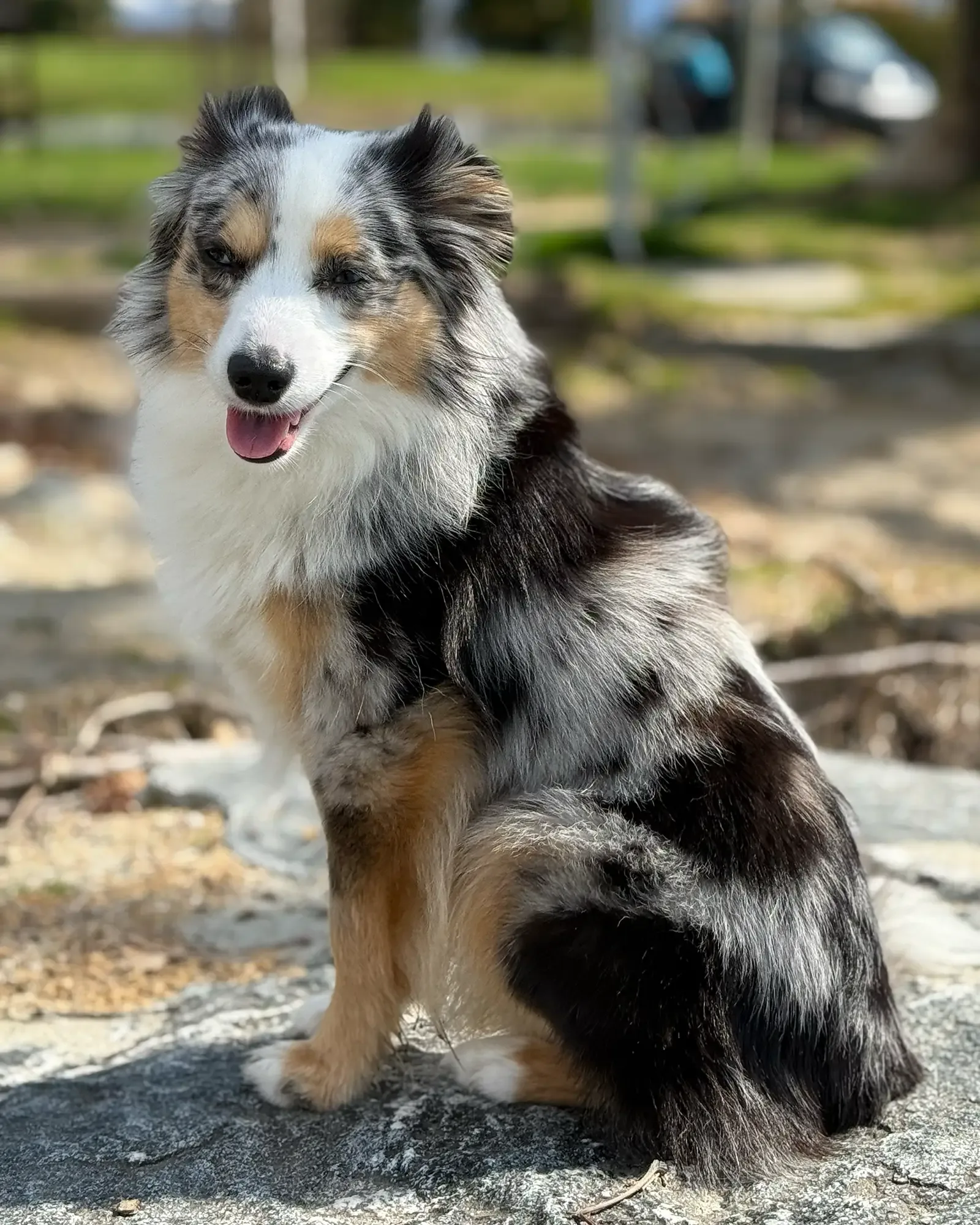 Toy Australian Shepherd stud dog Chase in blue merle copper white, portrait